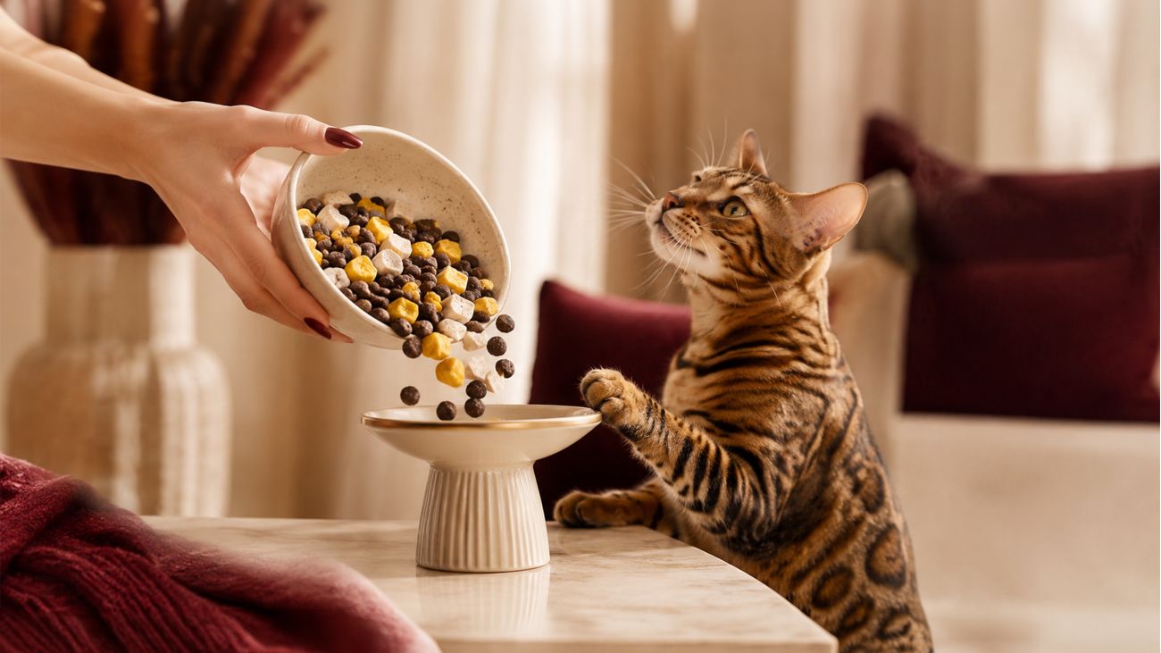 Cat Food quality control
